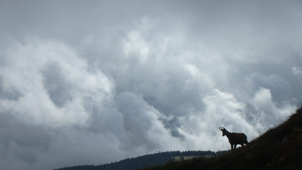 A chamois silhouetted against the clouds up at la Dole