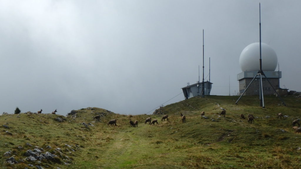 A herd of Chamois up at La Dole