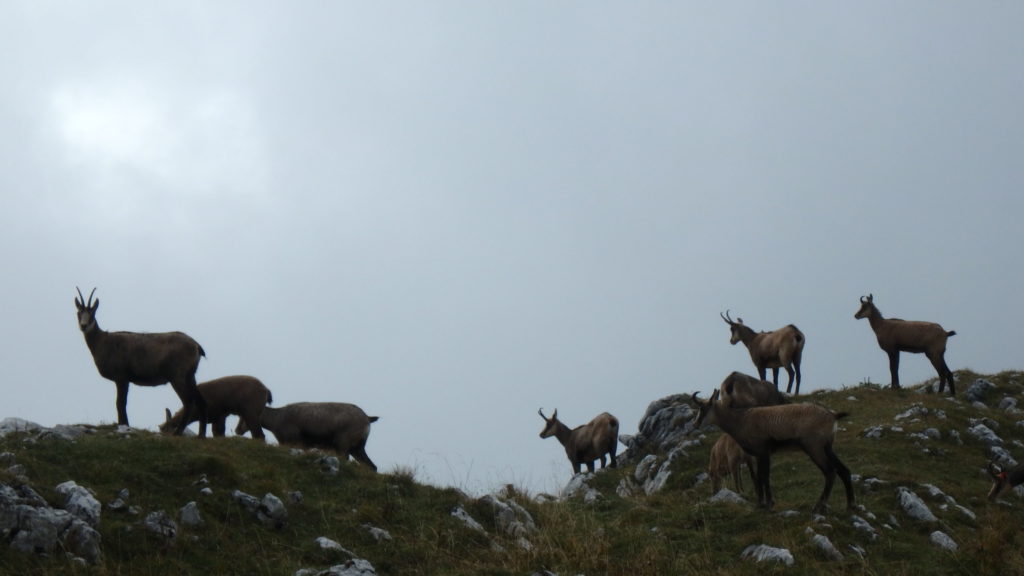 Chamois approaching the cliff edge