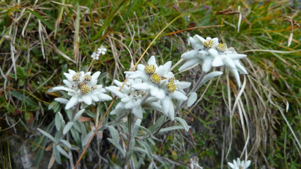 A few Edelweiss