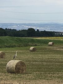 A Heron on a Hay Bale.