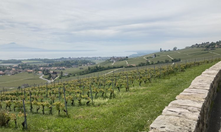 View from the vineyards