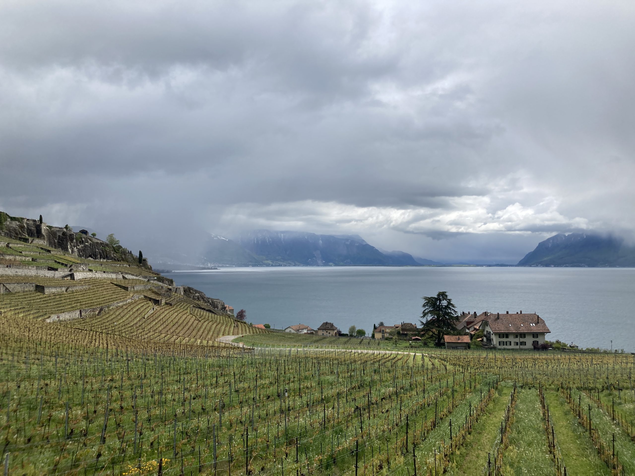 View on the walk from Puidoux to Vevey via the Lavaux Vineyards