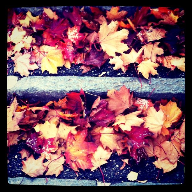 Leaves
