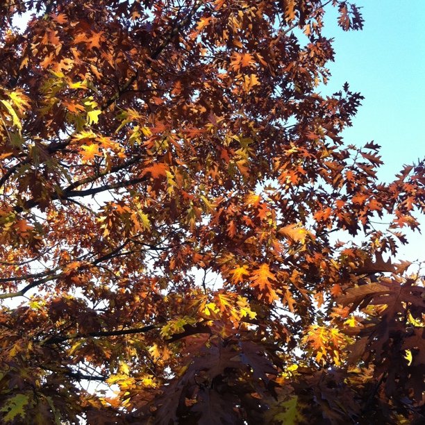 Autumn