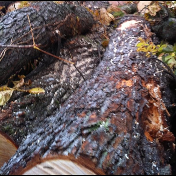 Contained trees.