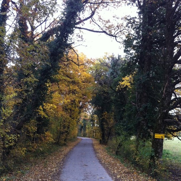 Path through the woods