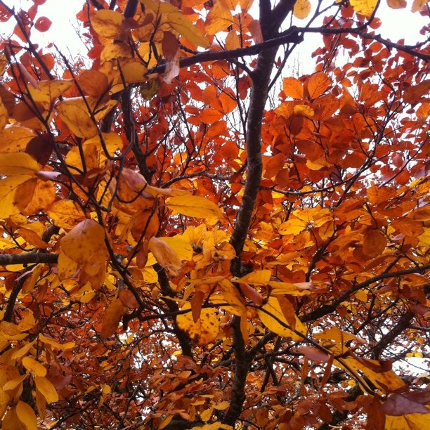 Autumn tree