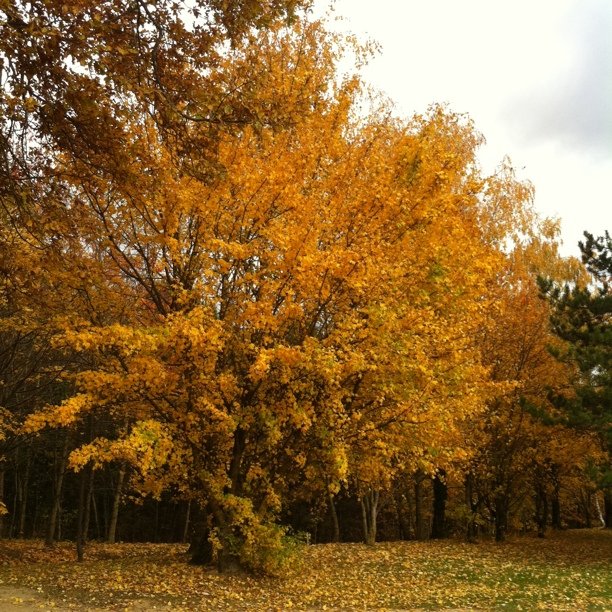 Yellow nature