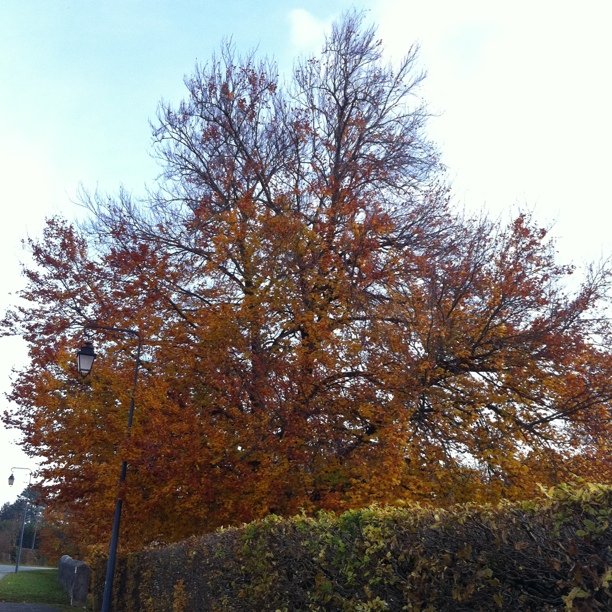 Tree