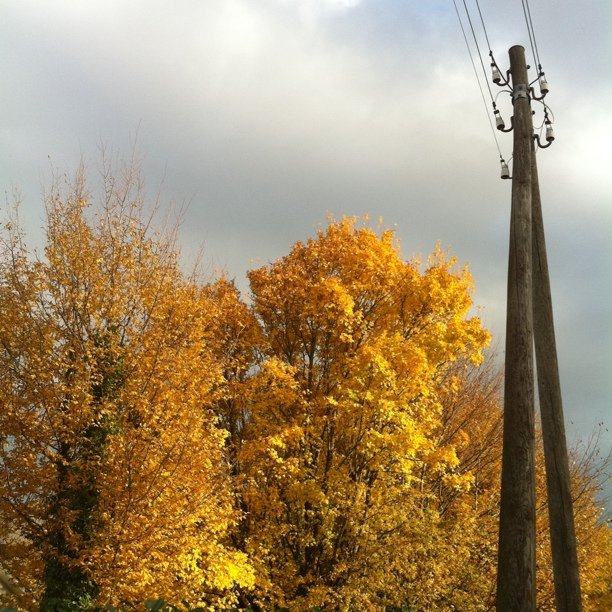 Tree and power