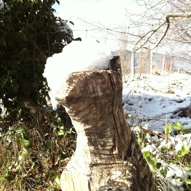 Snow squirrel