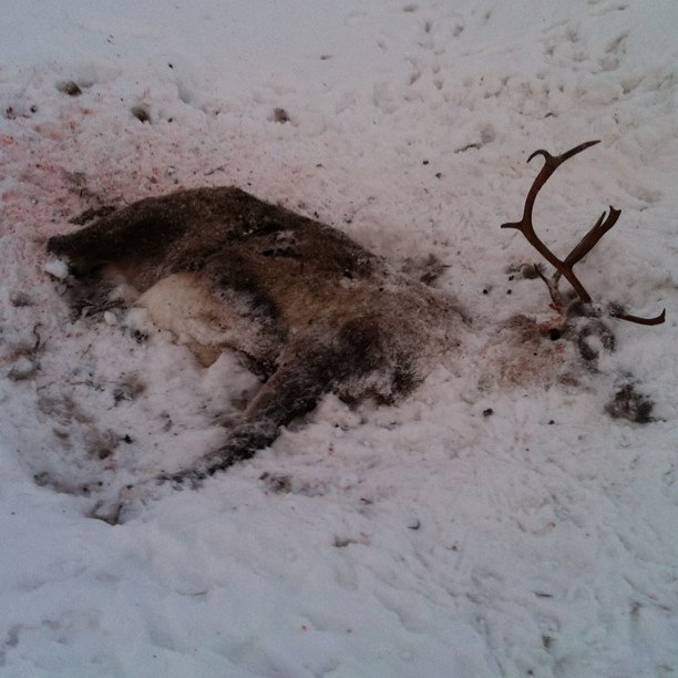 Father Christmas lost three reindeer at this particular location.