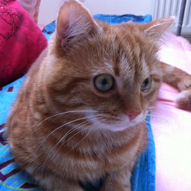 A cat