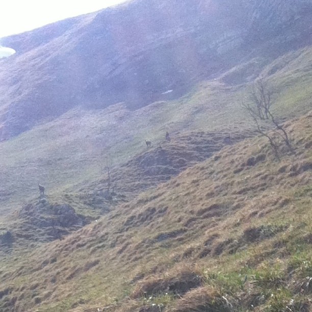 Mountain mammals
