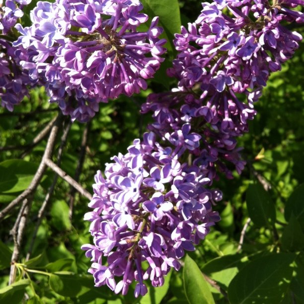Spring is still strong