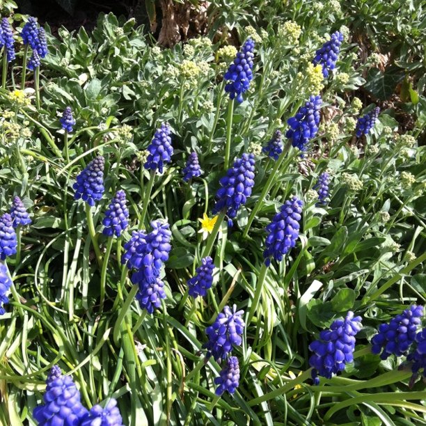 Spring