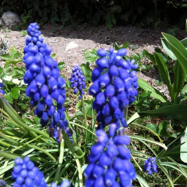 Spring