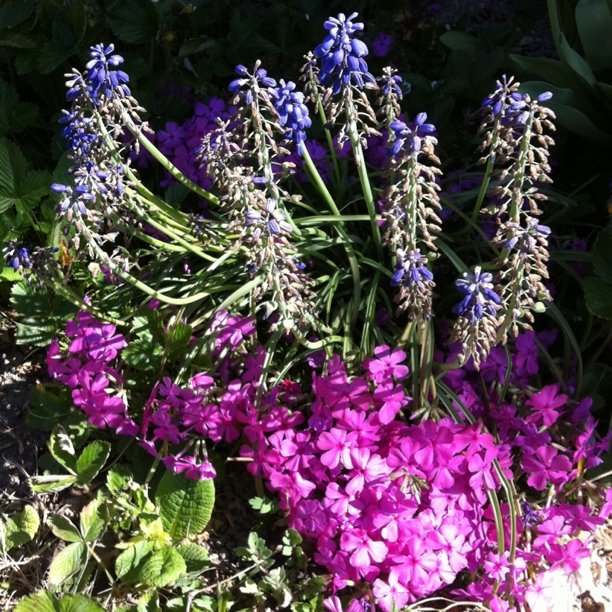 Spring