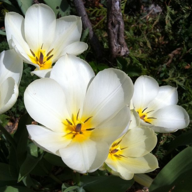 More spring