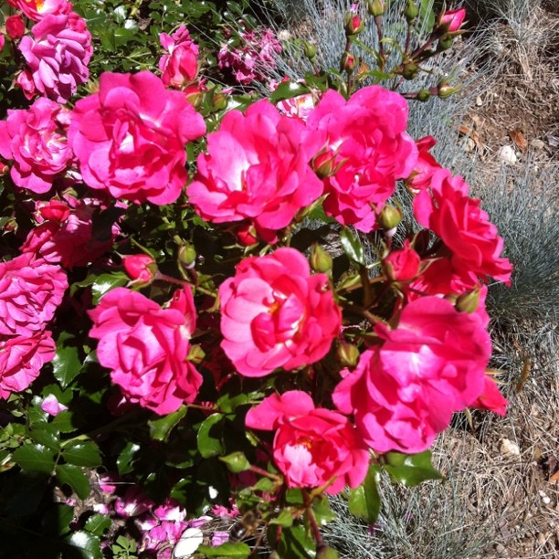 World health organisation flowers.