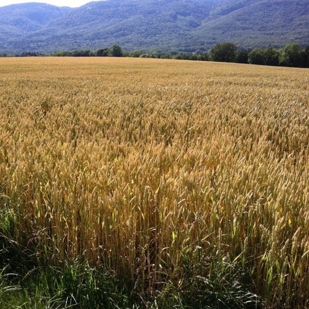 Fields