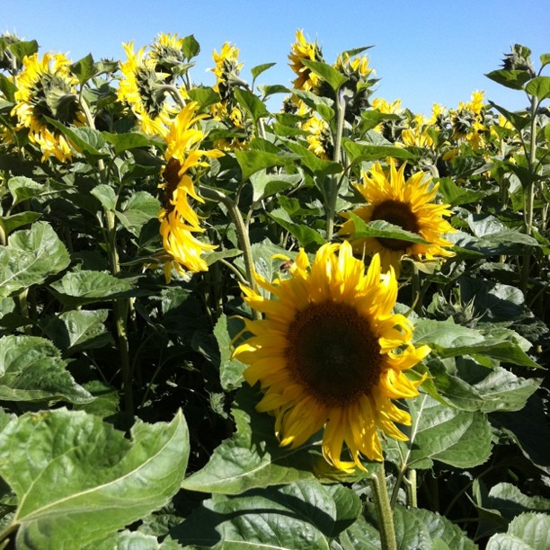 Sunflowers. Oil?