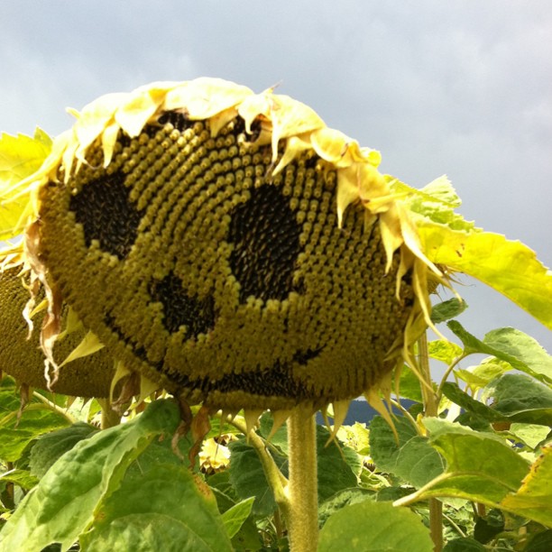 Smiley face