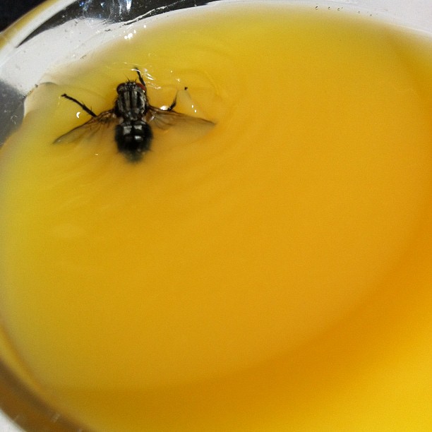 Suicidal fly. It takes a long time to die.