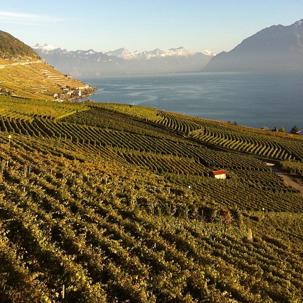 Swiss viticulture
