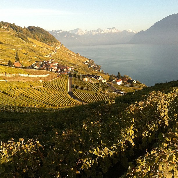 The Swiss vineyards.