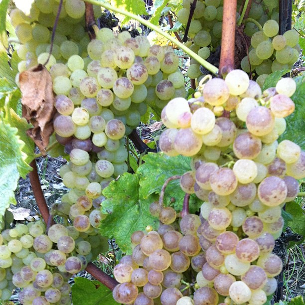 Grapes