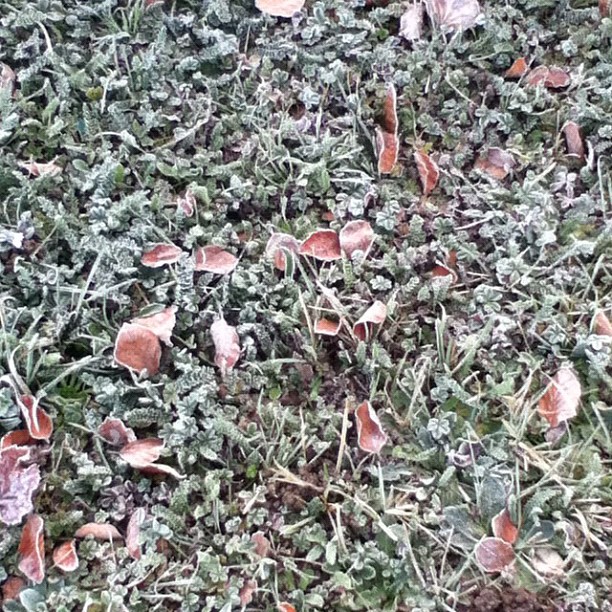 Frost