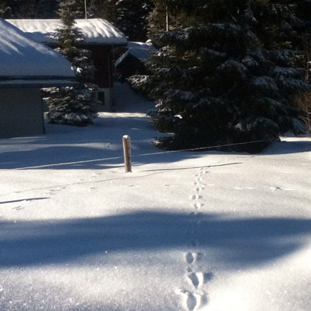 Winter