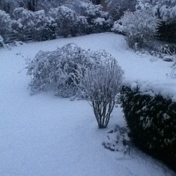 My snow culture is coming along nicely