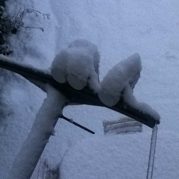 Snow lnb.