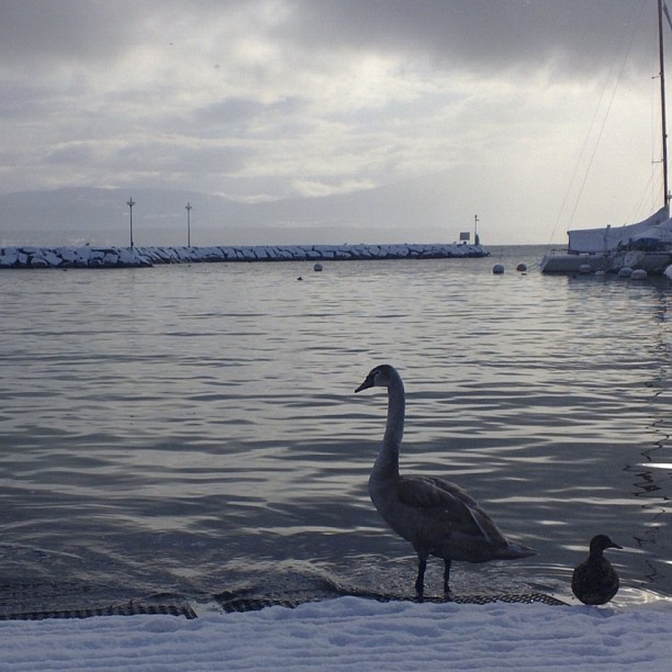 Nyon, ready for a swim. 