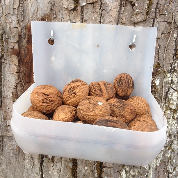 Nuts on a tree.