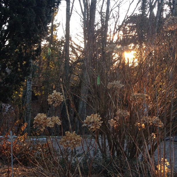View from the garden