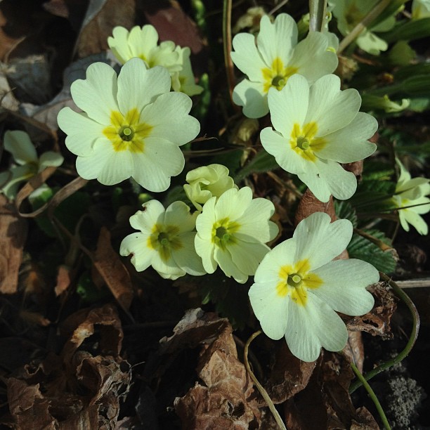 Springing