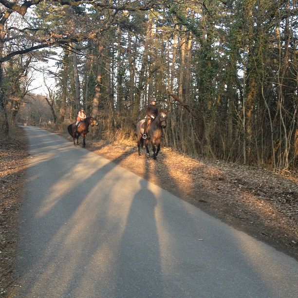 They started trotting right after passing me.