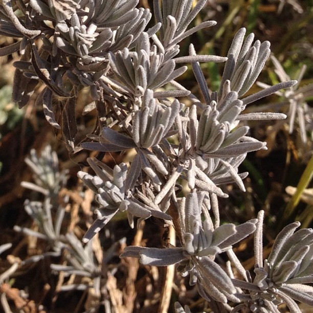 Lavender from the garden