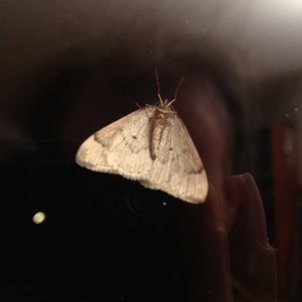Moth