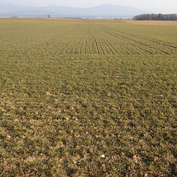 Next crop