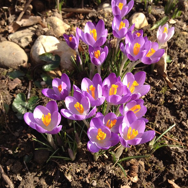 Spring watch 2