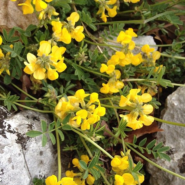 Spring Ferrata two