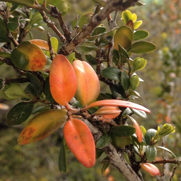 Spring ferrata