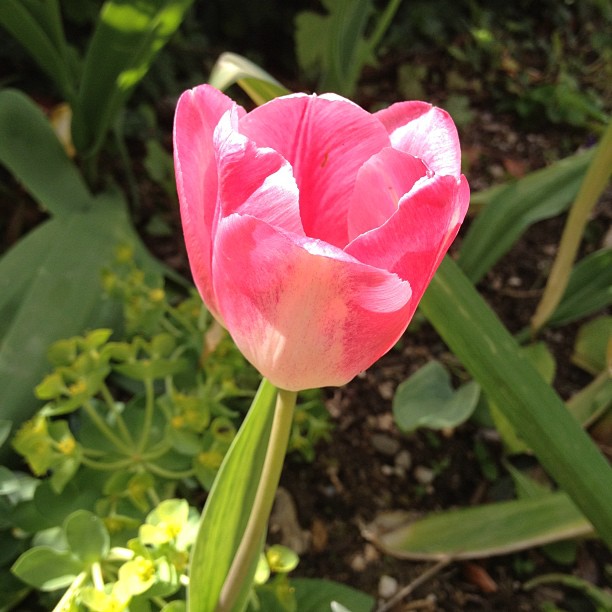 Spring 6