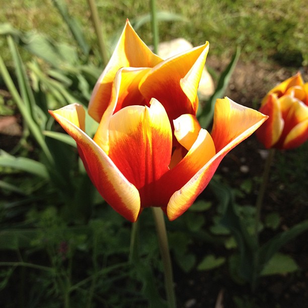 In the garden