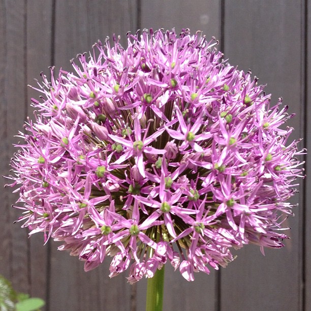 Blooming ball of a flower.